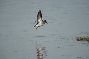 Sandpiper, Least, 2007-05229952 Cape May Point State Park, NJ